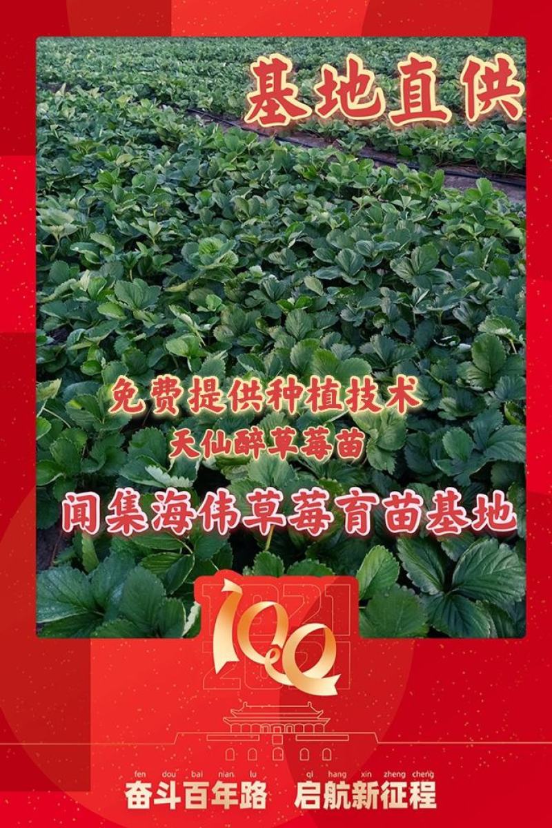 安徽草莓苗天仙醉草莓苗奶油草莓苗基地直供天
