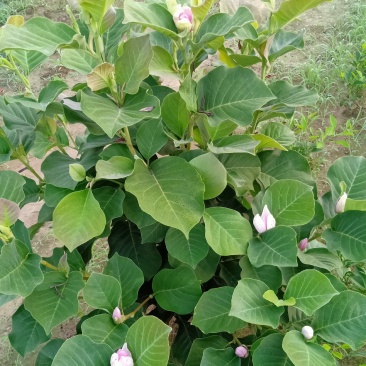 矮化玉兰，适合盆栽放屋内和厅院种植，一年多季开花。