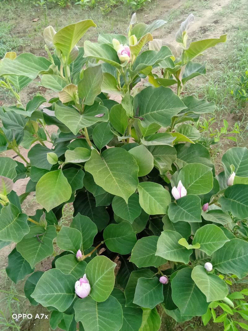 矮化玉兰，适合盆栽放屋内和厅院种植，一年多季开花。