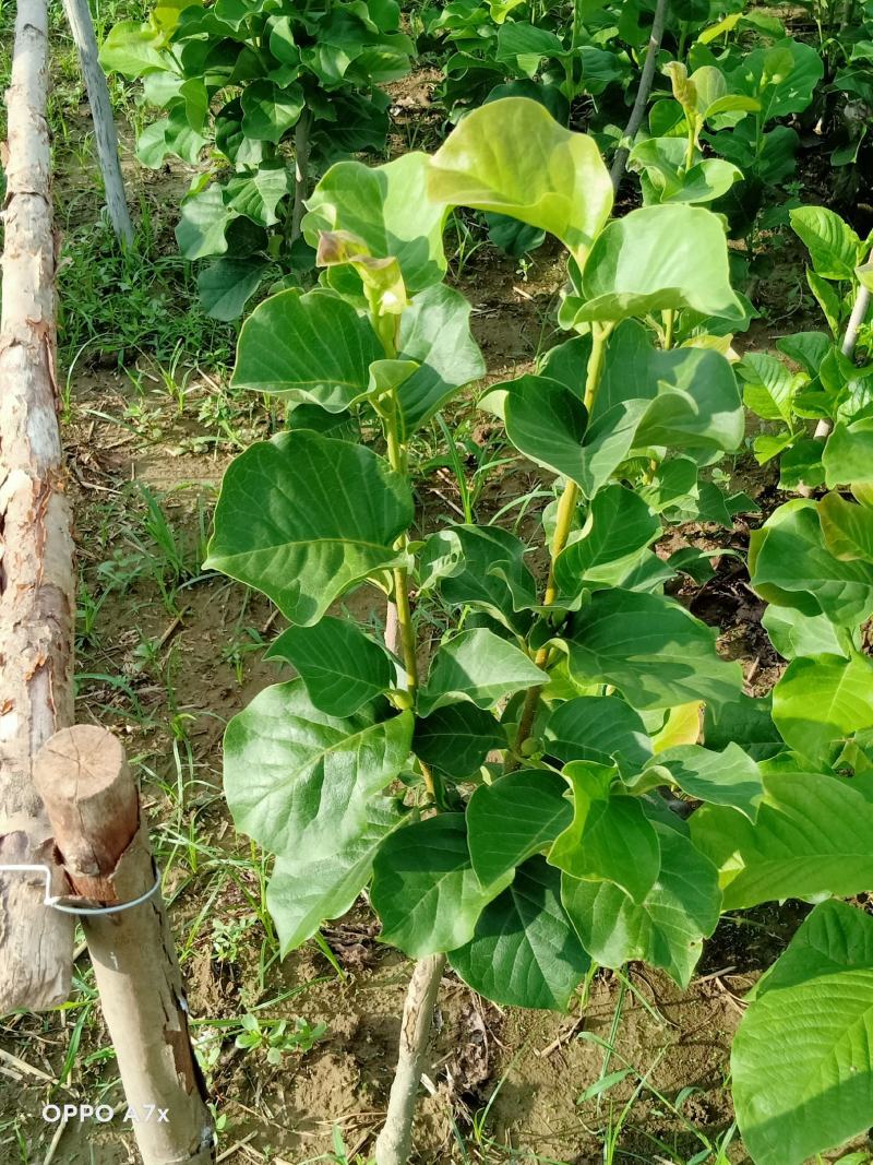 矮化玉兰，适合盆栽放屋内和厅院种植，一年多季开花。