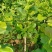 矮化玉兰，适合盆栽放屋内和厅院种植，一年多季开花。