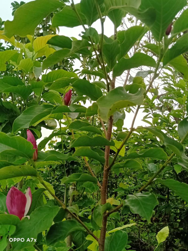 矮化玉兰，适合盆栽放屋内和厅院种植，一年多季开花。