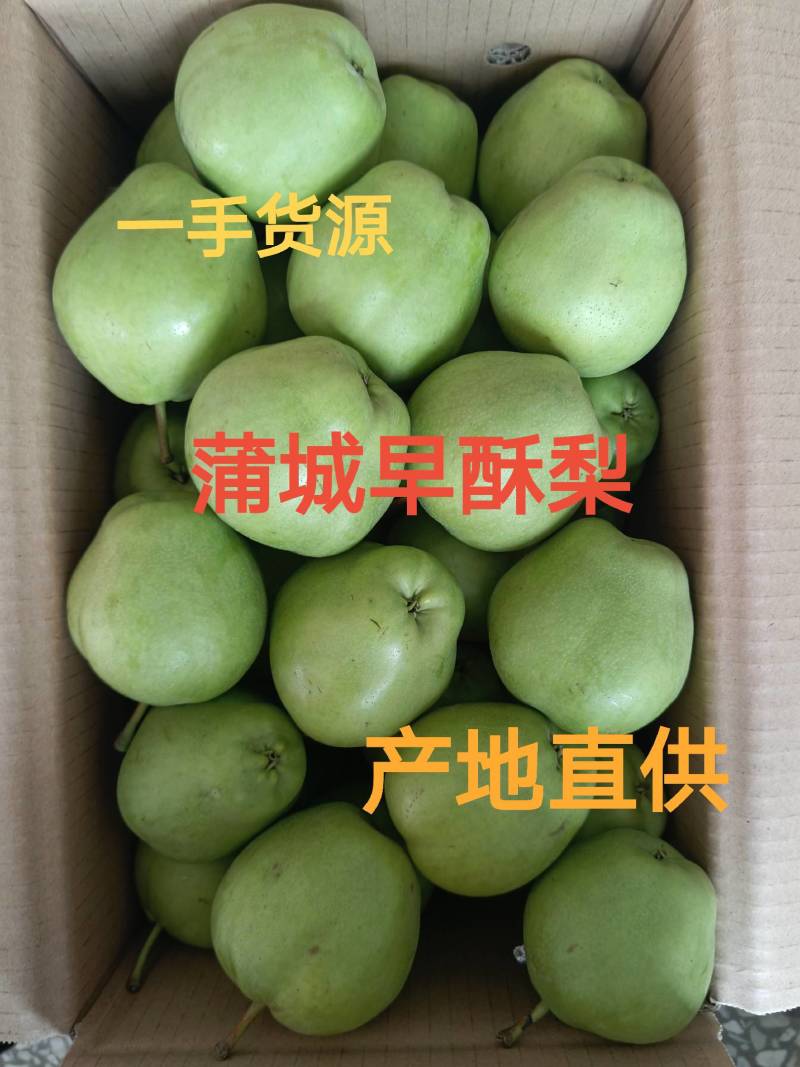 《产地现发》陕西酥梨蒲城酥梨早酥梨大量上市果面干净对接全国