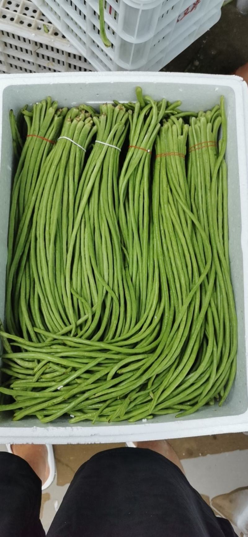 精品豆角（豇豆）纯青豆60公分以上，产地直发大量供应