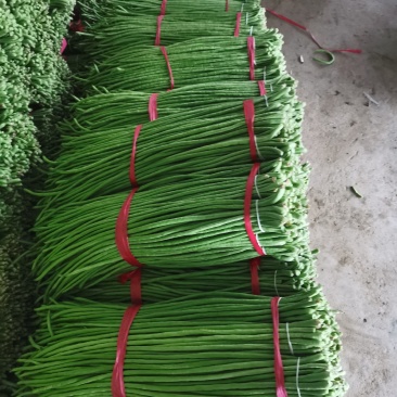 精品豆角（豇豆）纯青豆60公分以上，产地直发大量供应