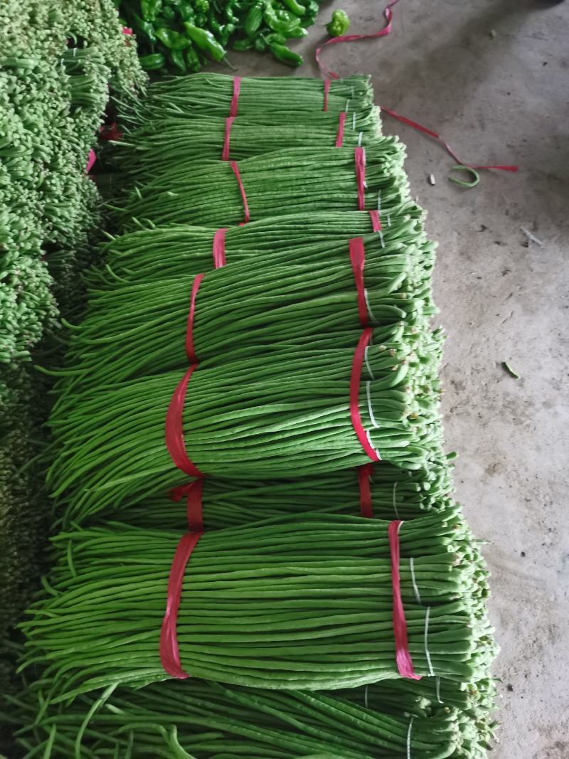 精品豆角（豇豆）纯青豆60公分以上，产地直发大量供应