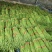精品豆角（豇豆）纯青豆60公分以上，产地直发大量供应