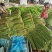 精品豆角（豇豆）纯青豆60公分以上，产地直发大量供应