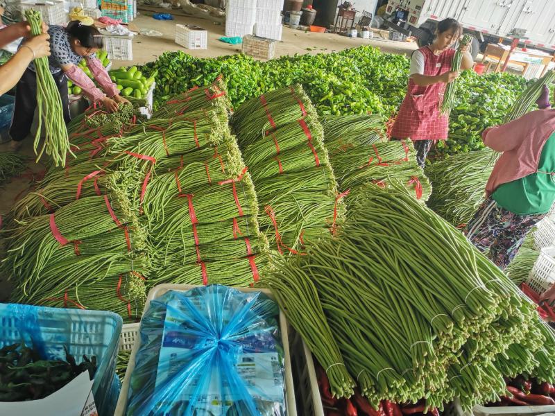 精品豆角（豇豆）纯青豆60公分以上，产地直发大量供应