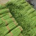 精品豆角（豇豆）纯青豆60公分以上，产地直发大量供应