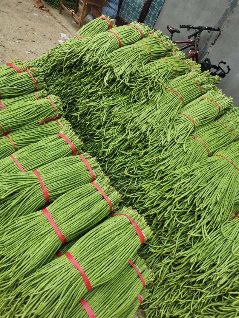 精品豆角（豇豆）纯青豆60公分以上，产地直发大量供应