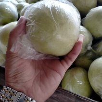 河北沧州泊头皇冠梨大量有货，质量好，价格便宜，有要的联系