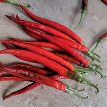 红椒精品红二荆条，鲜辣椒，可以泡椒，做酱，有需要