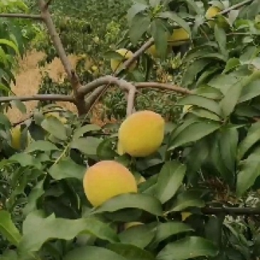 黄桃