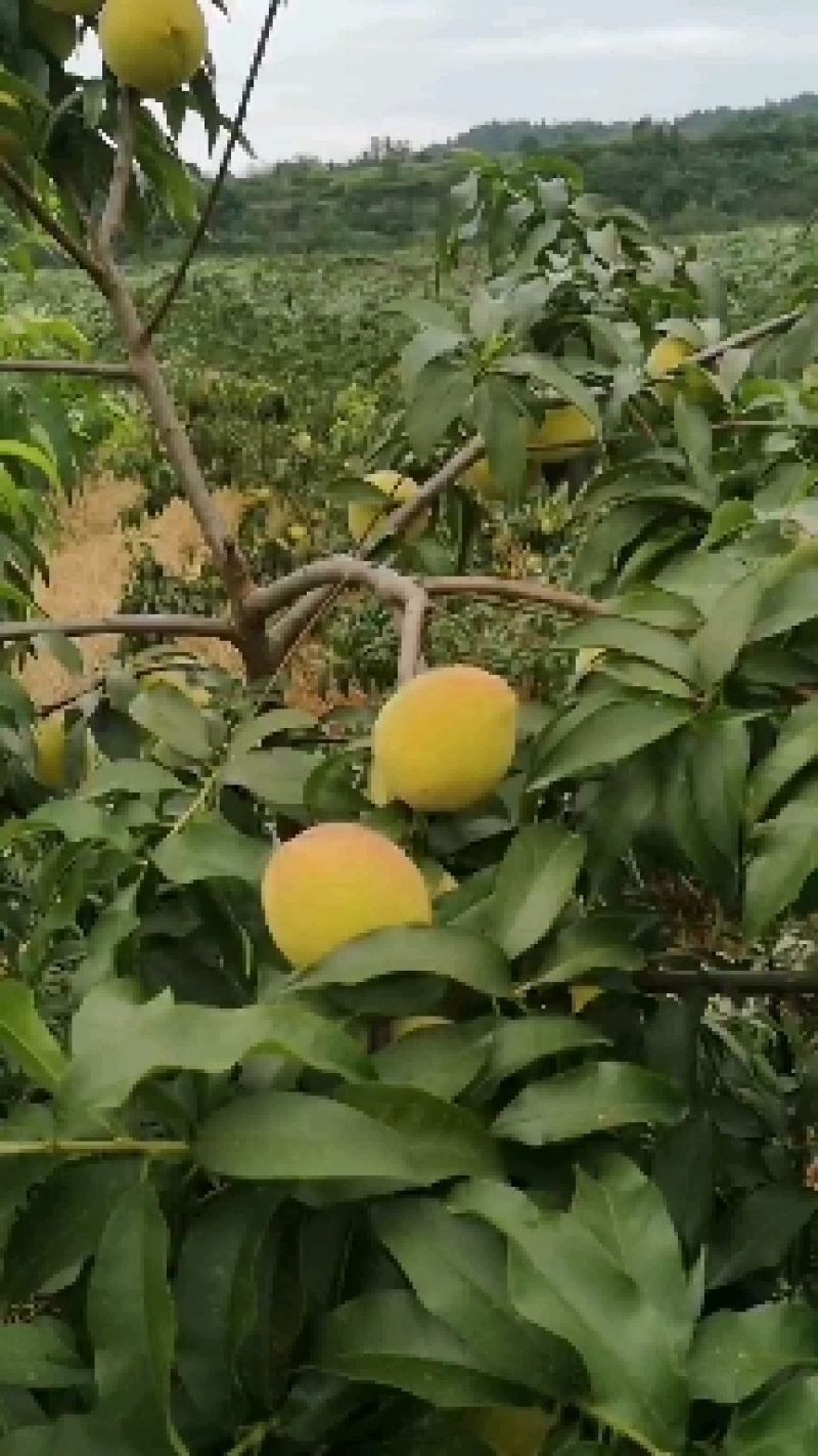 黄桃