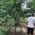 菊花桃～河南鄢陵货源6～12公分有货，有需要的老板联系