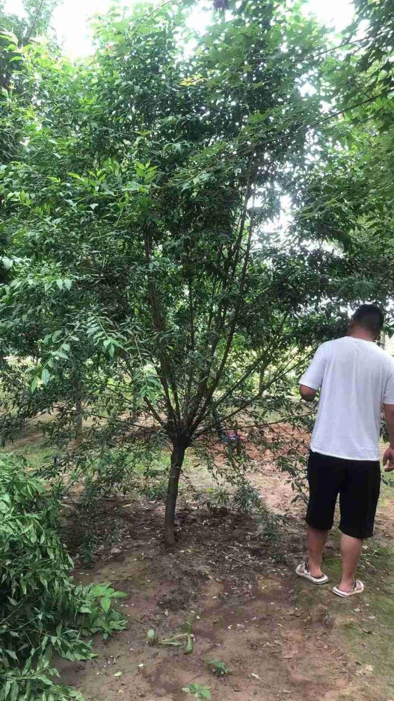 菊花桃～河南鄢陵货源6～12公分有货，有需要的老板联系