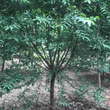菊花桃～河南鄢陵货源6～12公分有货，有需要的老板联系