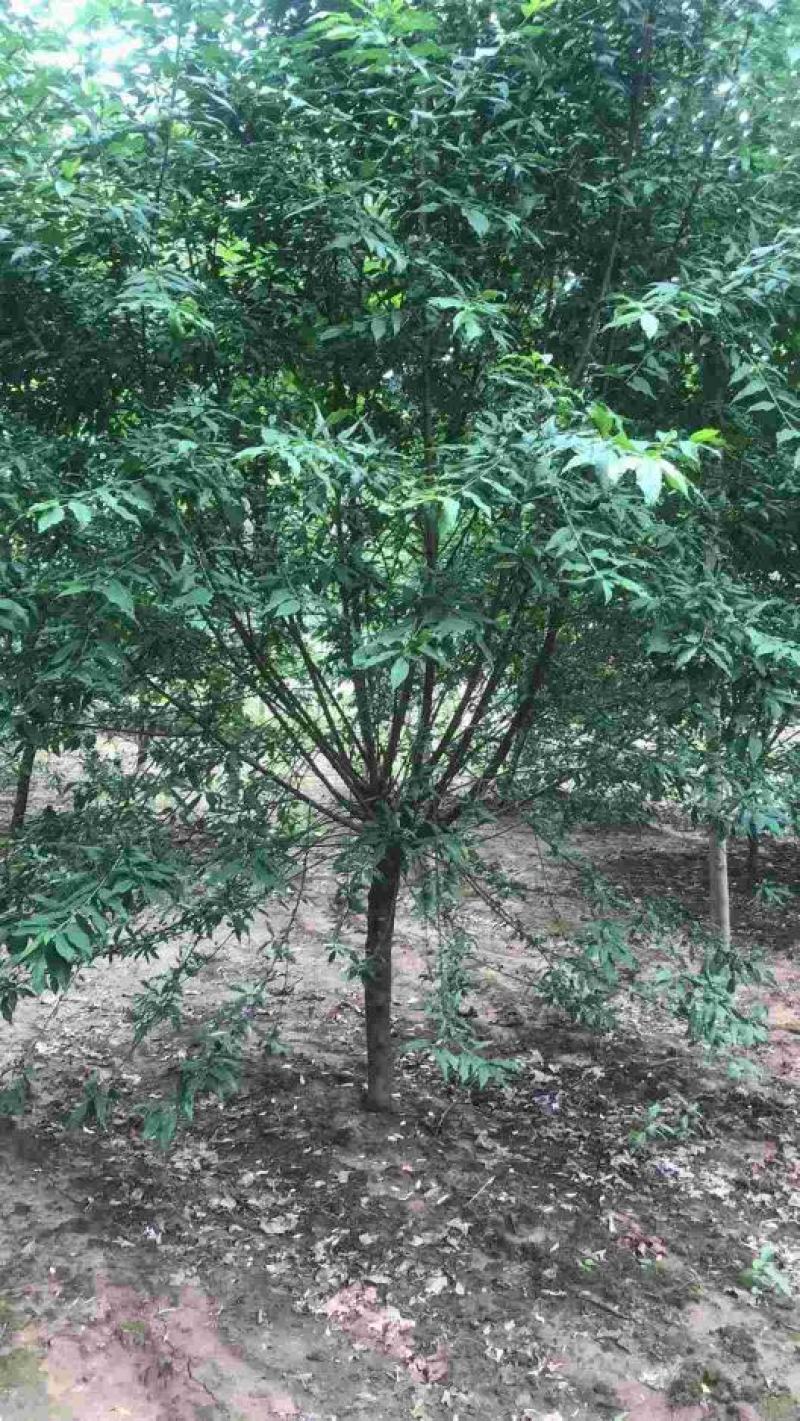 菊花桃～河南鄢陵货源6～12公分有货，有需要的老板联系