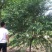 菊花桃～河南鄢陵货源6～12公分有货，有需要的老板联系
