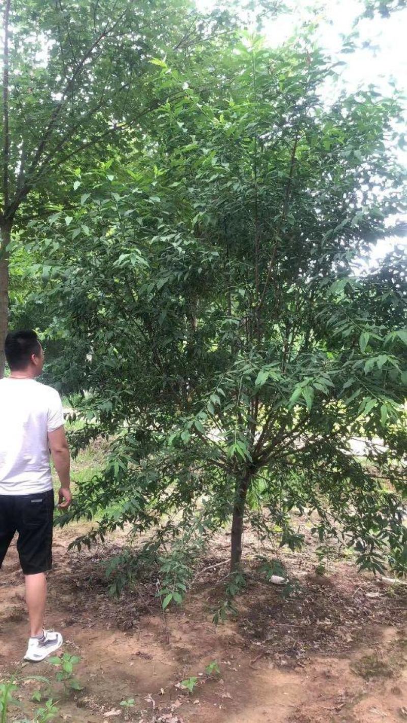 菊花桃～河南鄢陵货源6～12公分有货，有需要的老板联系
