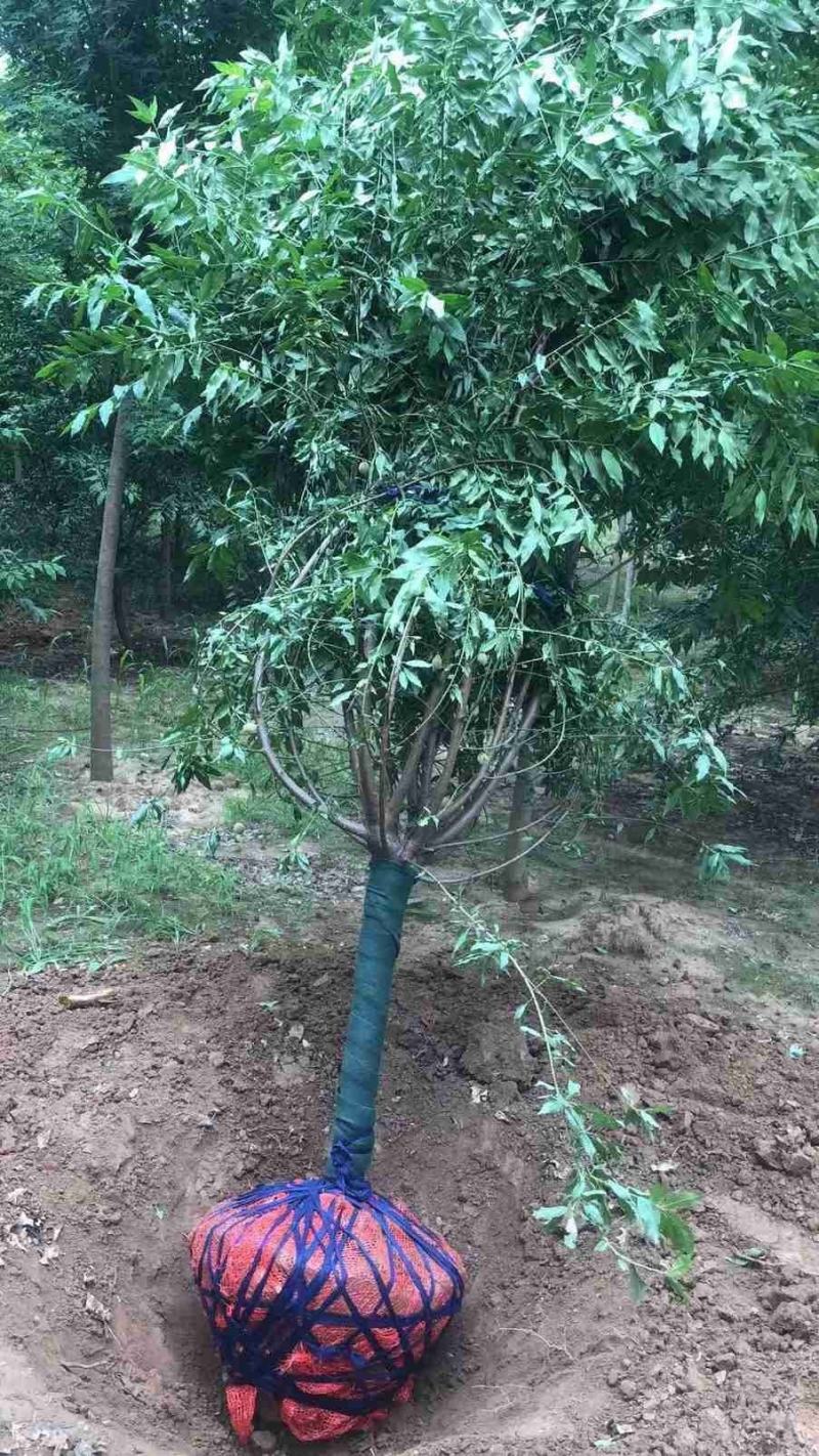 菊花桃～河南鄢陵货源6～12公分有货，有需要的老板联系