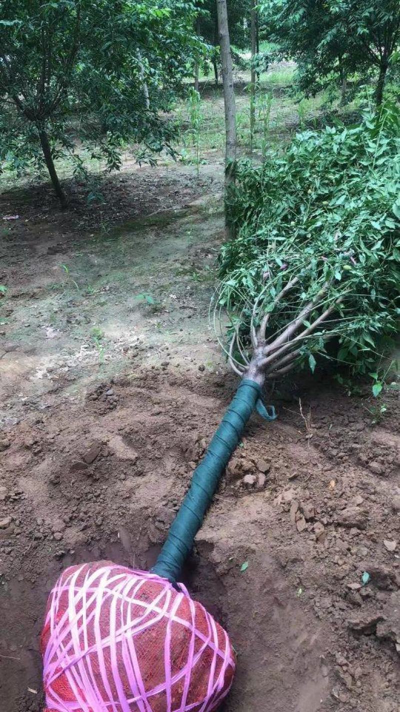 菊花桃～河南鄢陵货源6～12公分有货，有需要的老板联系
