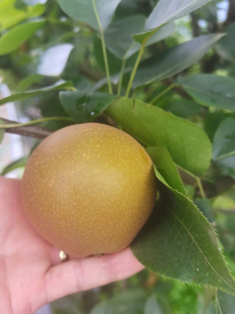 黄花梨大量上市