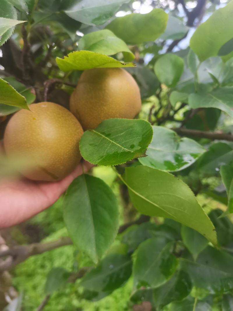黄花梨大量上市