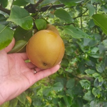 黄花梨大量上市