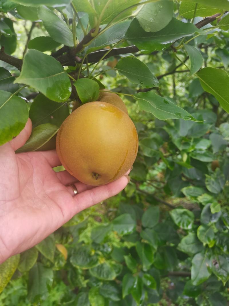 黄花梨大量上市