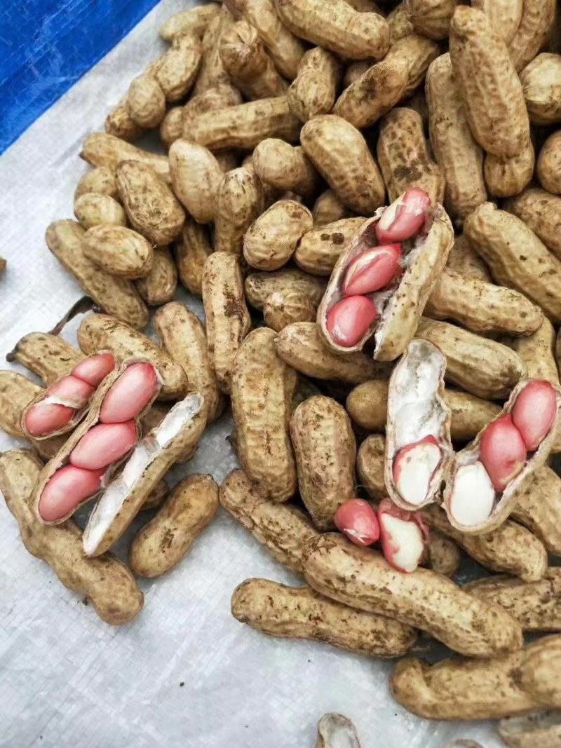花生基地，产地直供，颗粒饱满，质量保证，代收代发全国市场