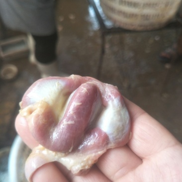 鸡胗
