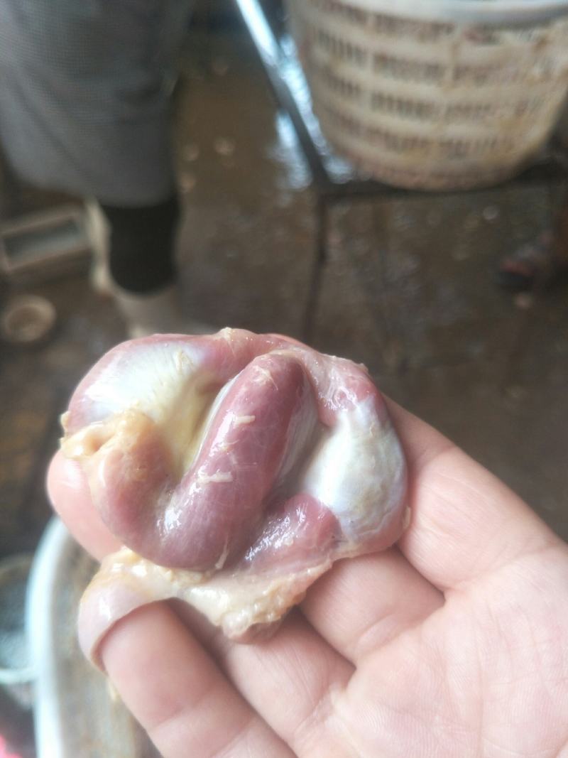 鸡胗