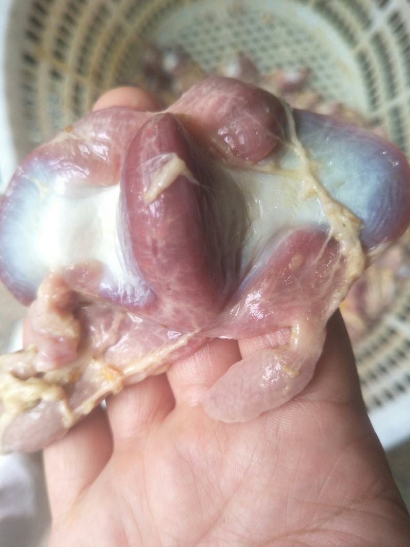 鸡胗
