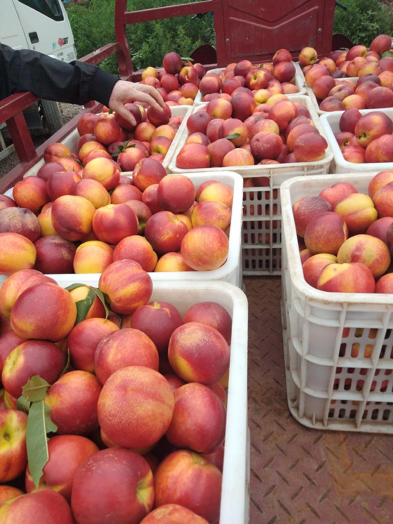 各种油桃，毛桃大量上市，价格便宜质量好，一元左右。