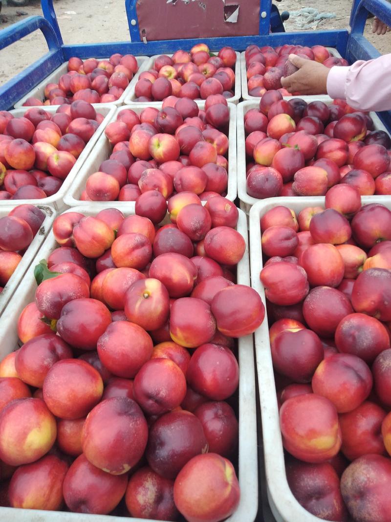 各种油桃，毛桃大量上市，价格便宜质量好，一元左右。