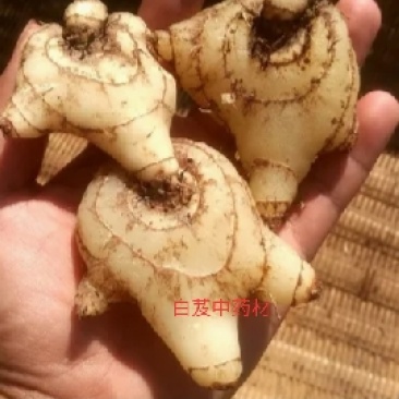中药材白芨