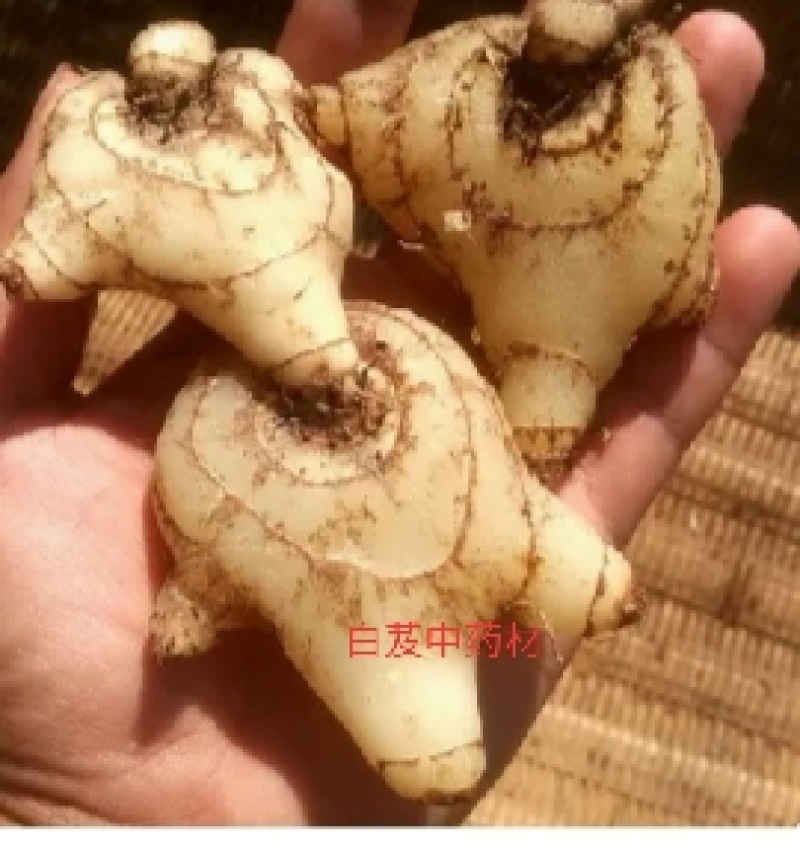 中药材白芨