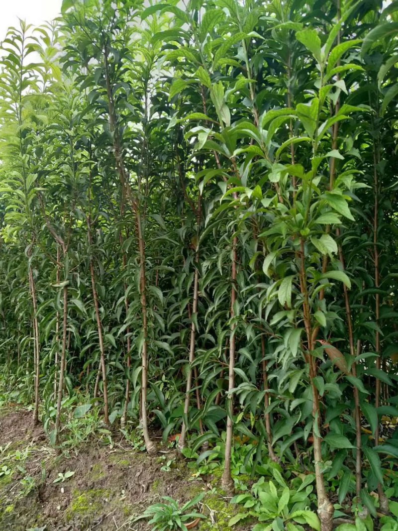 蜂糖李子苗，口感脆甜，丰产性强。基地直销，品种纯正