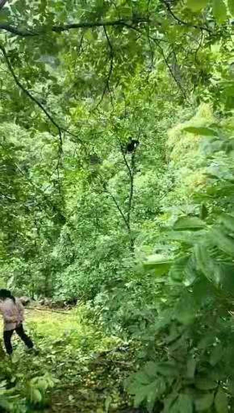 新鲜核桃青皮核桃去皮新鲜核桃干核桃四川盐源青核桃
