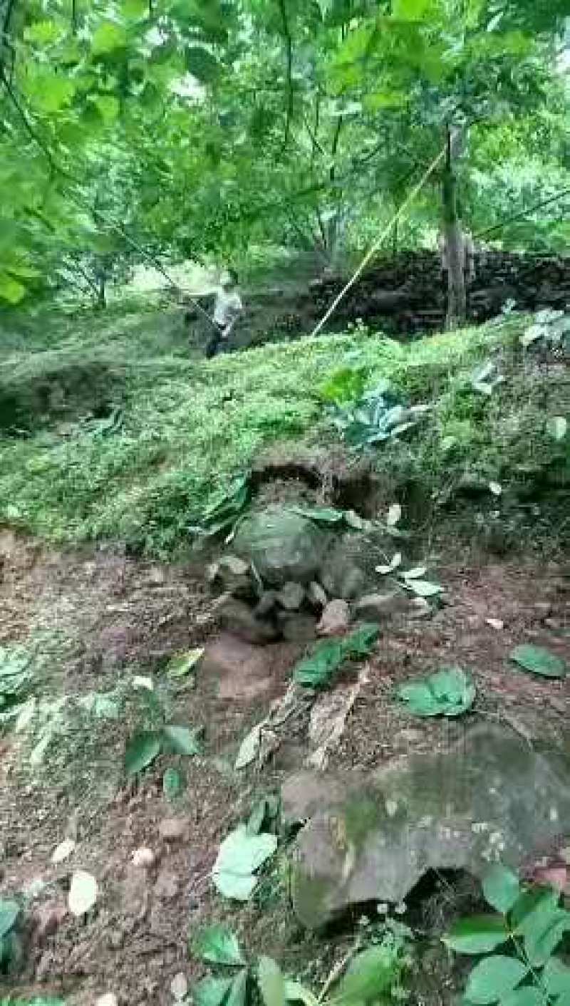 新鲜核桃青皮核桃去皮新鲜核桃干核桃四川盐源青核桃