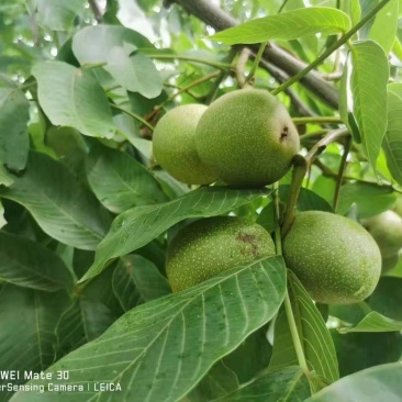 新鲜核桃青皮核桃去皮新鲜核桃干核桃四川盐源青核桃