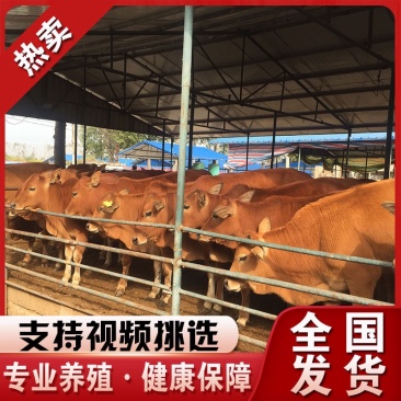 黄牛急售2000头价格合适有需要的咨询我