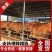 黄牛急售2000头价格合适有需要的咨询我