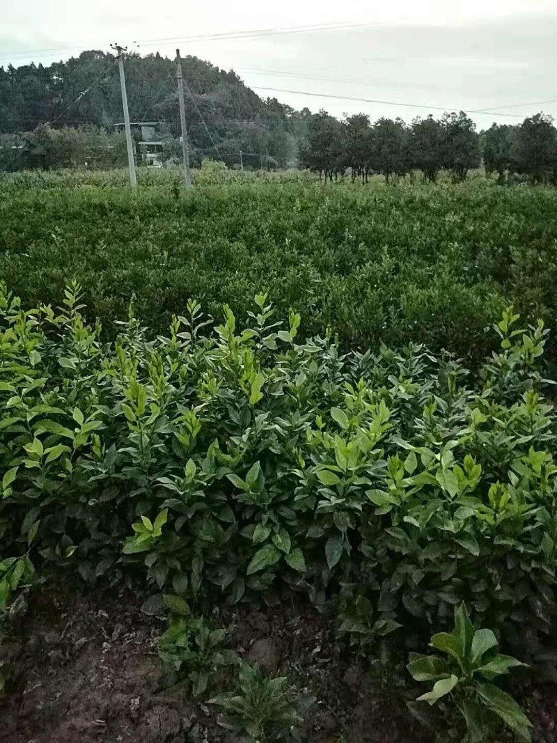 基地直销优质红心蜜柚苗，柚子苗，叶面清秀，无病虫害。