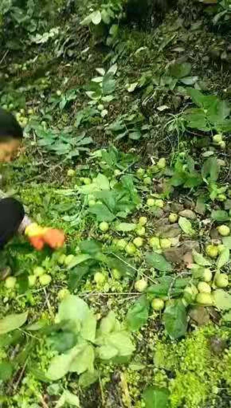 新鲜核桃青皮核桃去皮新鲜核桃干核桃四川盐源青核桃
