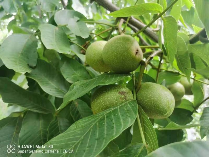 新鲜核桃青皮核桃去皮新鲜核桃干核桃四川盐源青核桃