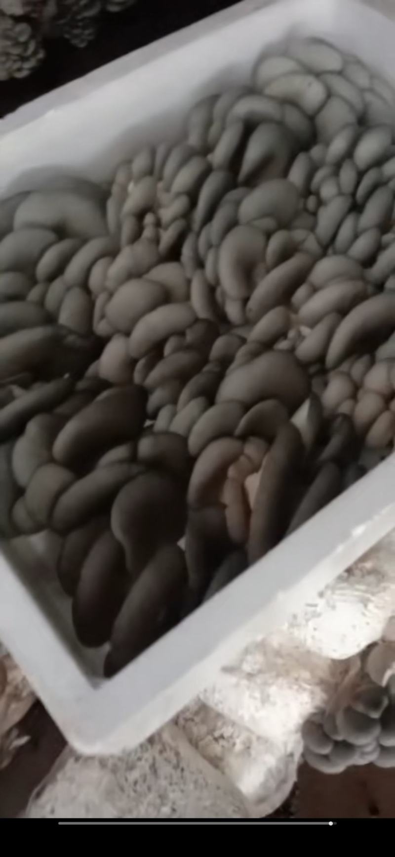 优质反季节平菇，大叶小叶都有，每天大量出，可长期合作