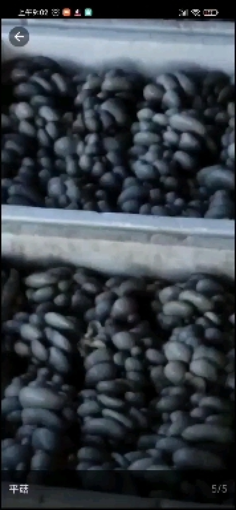 优质反季节蘑菇，大叶小叶都有。质量保证，可长期供应